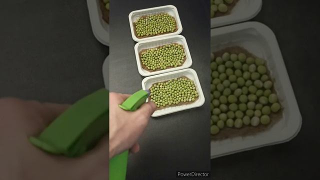 Микрозелень гороха, просто добавь воды. Shorts