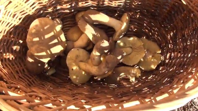 Гриби в листопаді смотреть онлайн