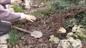 Бадан.  Посадка.