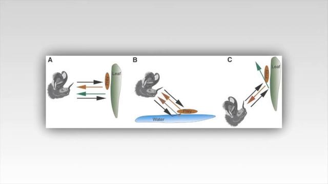 КАК ОХОТЯТСЯ ЛЕТУЧИЕ МЫШИ