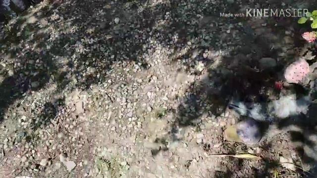 Отдых на даче. Готовим стейки. Рыбачим есть улов. смотреть онлайн