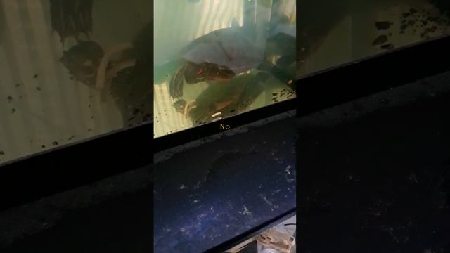 Junior gets Noodles смотреть онлайн