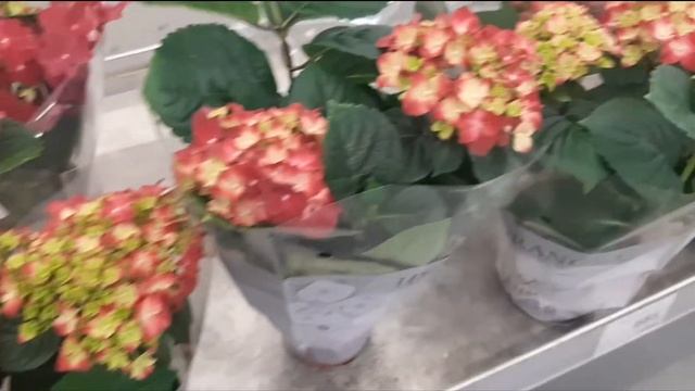 ?Камелии,азалии..Цветочный обзор. 13.02.2021г смотреть онлайн