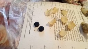 Реанимация луковиц лилий