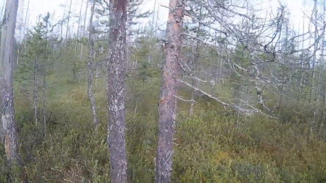 Собираем ягоды, морошка. смотреть онлайн