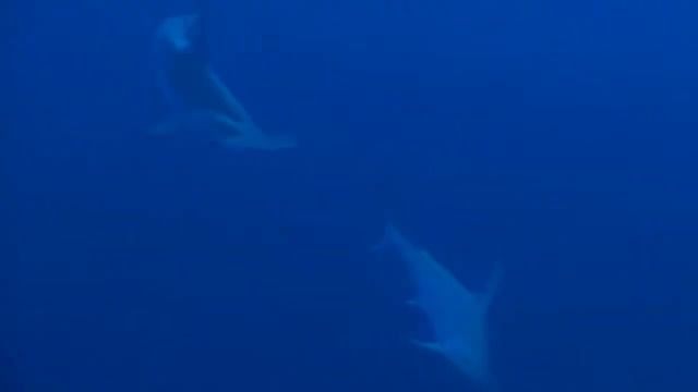 Дедалус – погружение с Хамерхедами смотреть онлайн