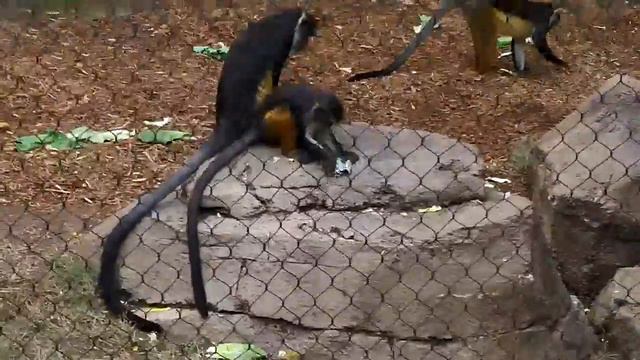 San Antonio Zoo -- Monkeys and Other Nimble Creatures смотреть онлайн