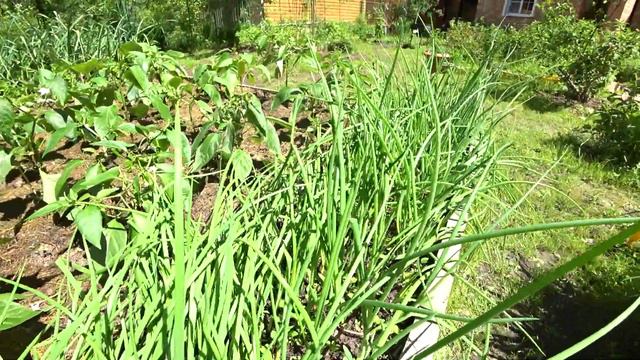 ЛУК ВЫРОС - СОБИРАЕМ УРОЖАЙ!
