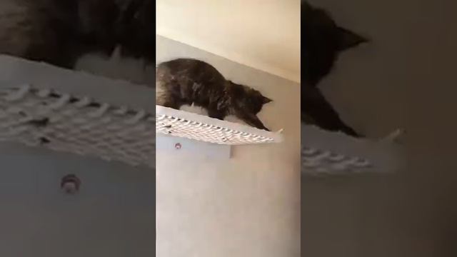 Котодром для Маргоши смотреть онлайн