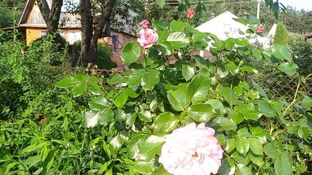 27.06.22, дача, Минск, немного роз (часть 1) смотреть онлайн