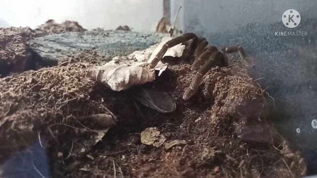 Hysterocrates hercules.Африканский тяжёлый файтер. смотреть онлайн