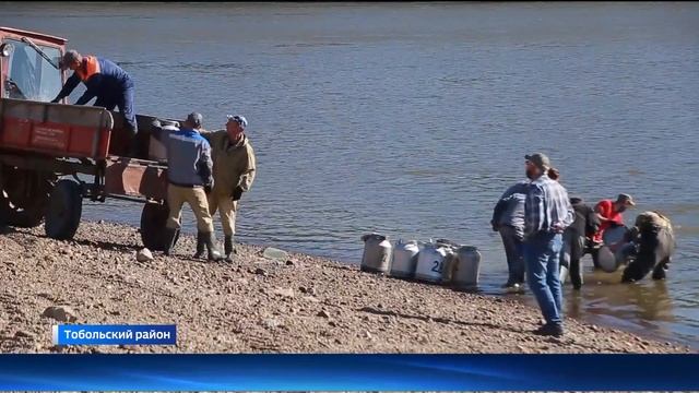 Специалисты выпустили в Иртыш 130 тысяч мальков сибирского осетра смотреть онлайн