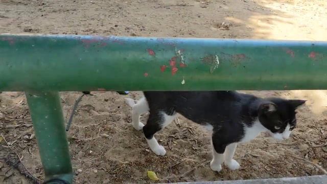 Злая кошка бьёт котят ??? Angry cat attacking kittens ? Kucing lucu 猫 Gato graciosos 面白い猫 Chaton смотреть онлайн
