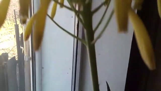 цветение Алоэ Вера смотреть онлайн