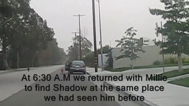 Dog rescue: Millie and Shadow - please subscribe (By Eldad Hagar) #senior смотреть онлайн