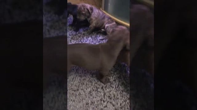 Питбуль щенок Руна. Возраст 1 месяц и 1 неделя. Pitbull puppy Runa смотреть онлайн