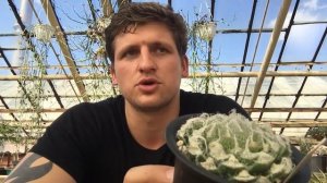 Хавортия (Haworthia) - удивительно разнообразный род суккулентов.