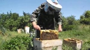 карника тройзек 1075