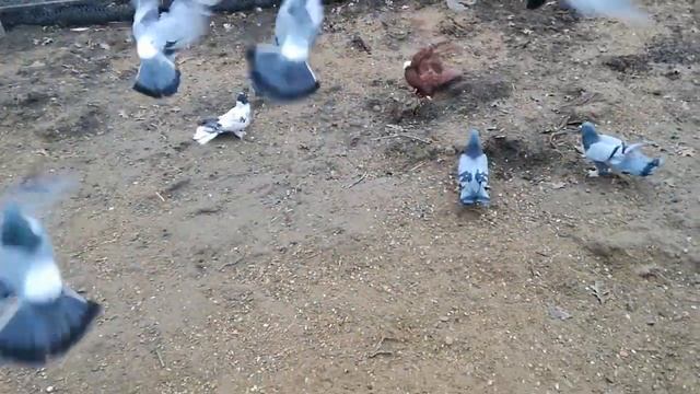 Бакинские широкохвостые голуби смотреть онлайн