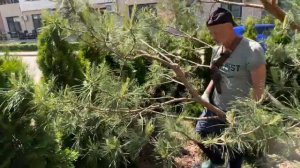 Формирование ниваки из сосны обыкновенной, третий сезон