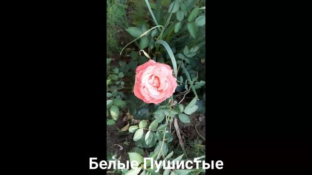 НАШИ РОЗЫ???/Дача/ июнь 2022 года смотреть онлайн