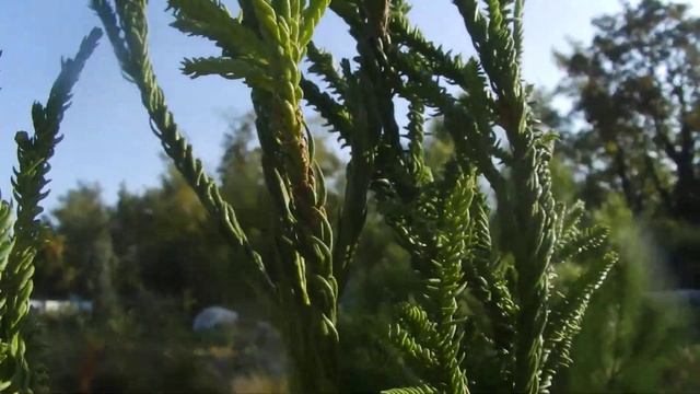 Cryptomeria Japonica 'Rasen'