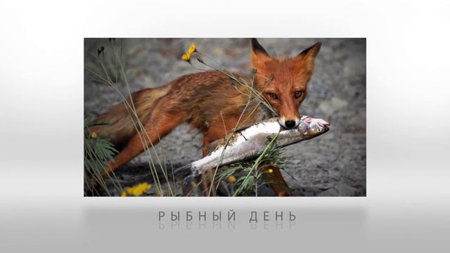 Проект Удачная фотоохота смотреть онлайн