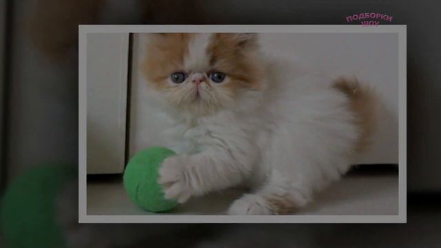 Мимишность зашкаливает! Побдорка милых котят 2017 Мимишное видео смотреть онлайн