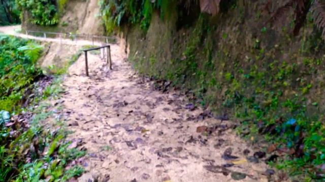 Podocarpus National Park - Zamora Area, ECUADOR. смотреть онлайн