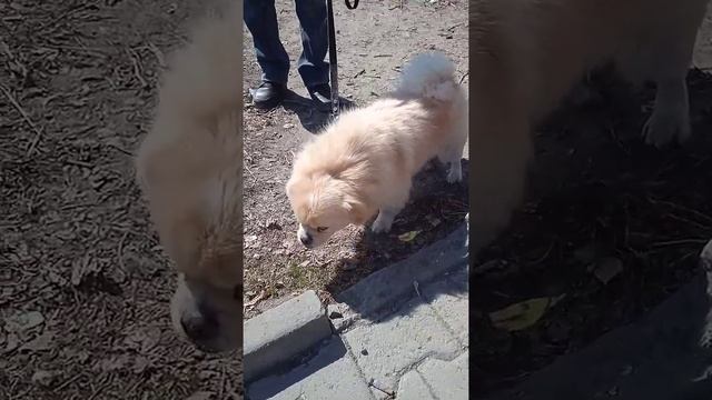 тибетский спаниель смотреть онлайн