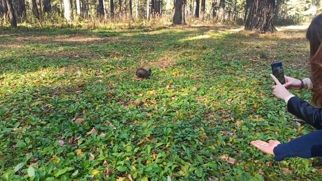 ПАРК БЕЛОЧКИ ПРИРОДА ИЛИ КАК ЛУЧШЕ ПРОВЕСТИ ВЫХОДНЫЕ ( МОНТАЖ ) смотреть онлайн