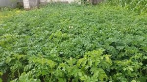 Природное земледелие. С чего я начала.