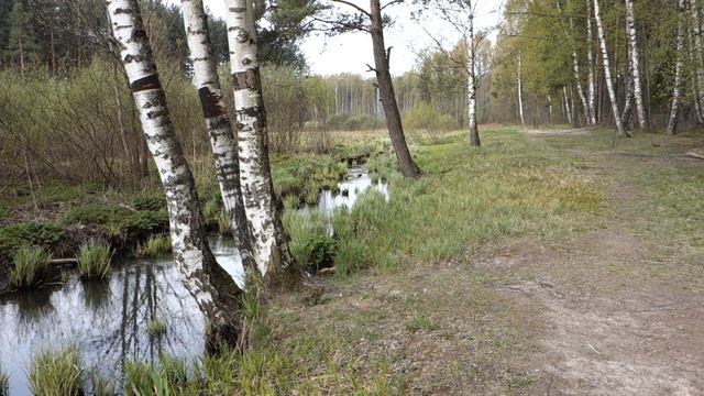Весеннее пение птиц и барабанная дробь большого пёстрог дятла смотреть онлайн