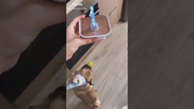МОПС | ПРАЗДНИК У СОБАКИ | САМАЯ МИЛАЯ СОБАКА В МИРЕ | ПЕРВЫЙ ГОД ЖИЗНИ смотреть онлайн