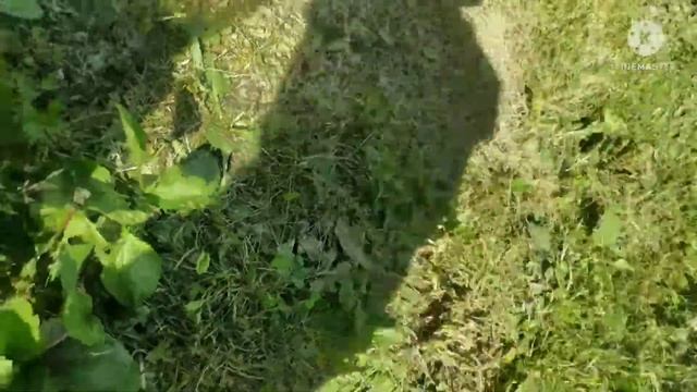 ВАЖНЫЕ НОВОСТИ КТО ЖДЁТ ВИДЕО! ЛОВЛЯ ЯЩЕРИЦ ЗАВТРА! +2 ЛОВУШКИ смотреть онлайн