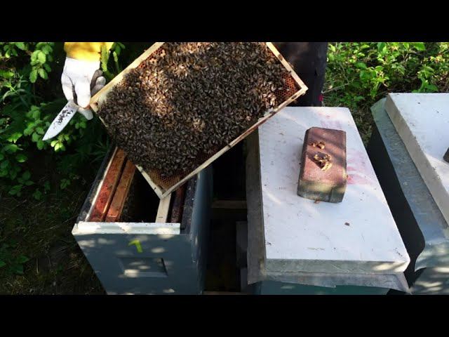 развитие отводков в шестирамочниках ,часть 2 , плановая работа смотреть онлайн