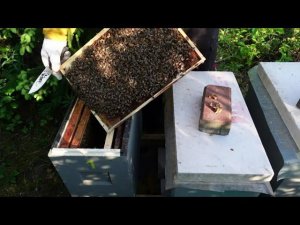 развитие отводков в шестирамочниках ,часть 2 , плановая работа