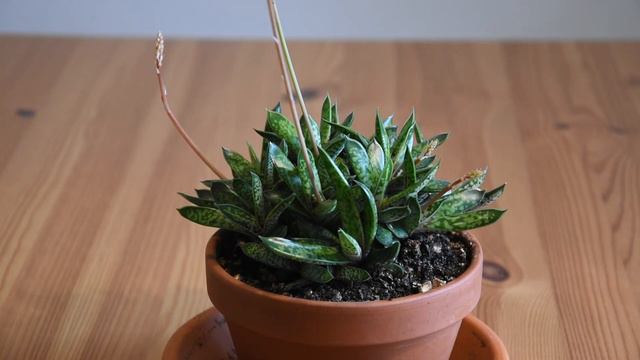 Gasteria bicolor liliputana February 2023 смотреть онлайн