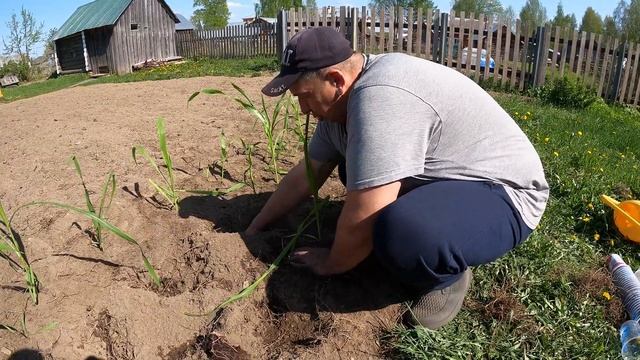 ДЕЛАЕМ СВОЮ ЖИЗНЬ ЯРЧЕ в Деревне#ПОСАДКА КУКУРУЗЫ НА СЕВЕРЕ#ДЕРЕВЕНСКИЕ БУДНИ#деревня смотреть онлайн