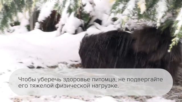 Порода пекинес смотреть онлайн