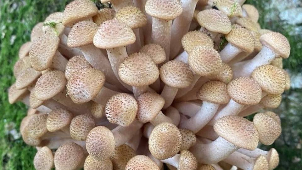 НИВА, пошли опятки! смотреть онлайн