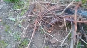 ОБРАБОТКА ВИНОГРАДА  ВЕСНОЙ  СИБИРЬ