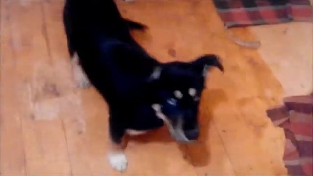 ветеринарная помощь собачке смотреть онлайн