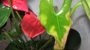 У АНТУРИУМА КОРИЧНЕВЫЕ ПЯТНА НА ЛИСТЬЯХ! ЧТО ДЕЛАТЬ?