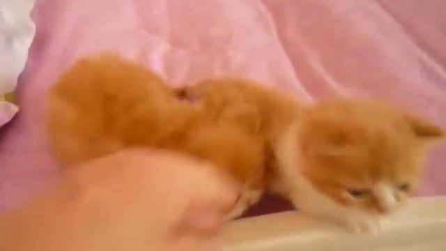 МАНЧКИН КОТЯТА рожд.09.06.17. смотреть онлайн