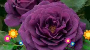 Роза флорибунда (Ebb Tide). Краткий обзор, описание характеристик, где купить саженцы