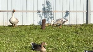 Разведение подсадных гусей. Прилетел дикий гусь. Бой гусей. Гусята от гибрида.