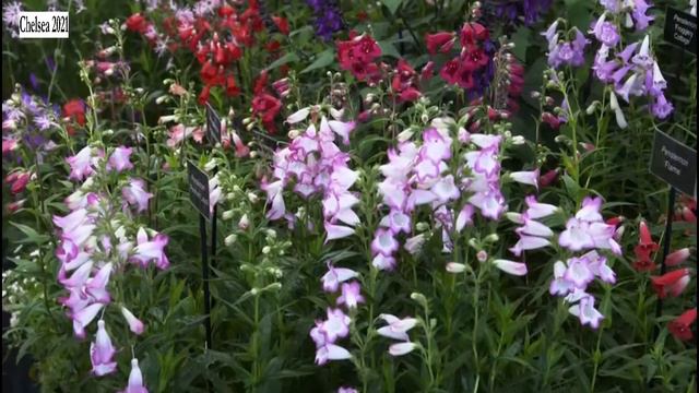 RHS Chelsea Flower Show 2021, Best Bits смотреть онлайн