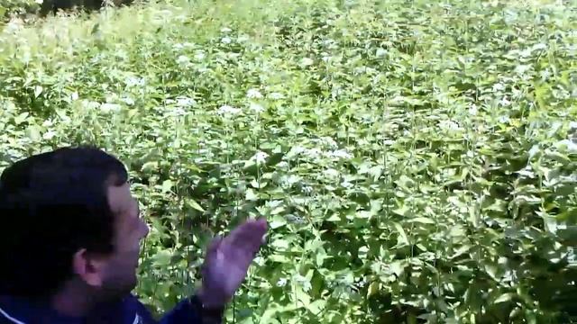 Родник Бавлены. 20140629 смотреть онлайн