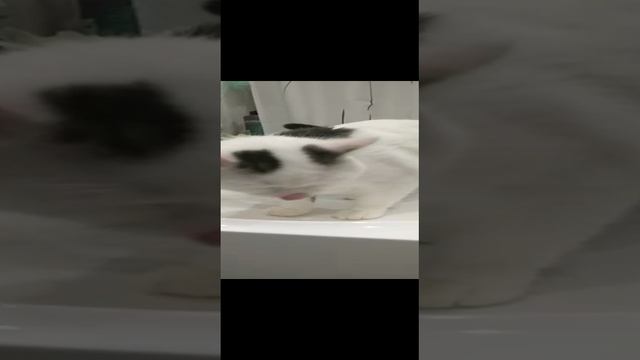 Котик в раковине